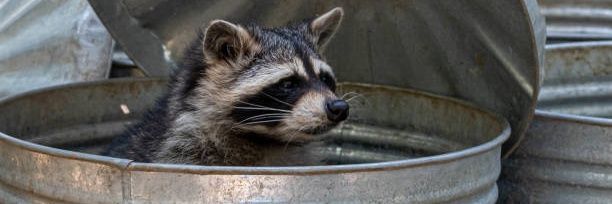 𝘕𝘢𝘵𝘩𝘢𝘯 banner