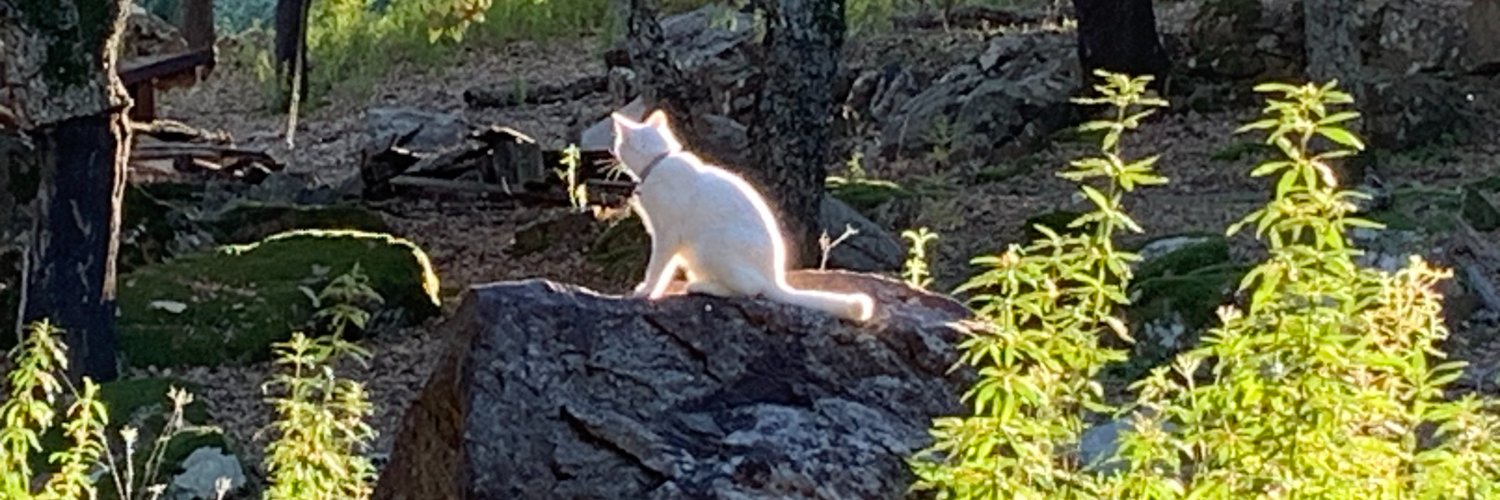 Harps - #NAFO 🇪🇸🇺🇦🇬🇧🇪🇺 banner