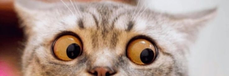Pittles The Cat banner