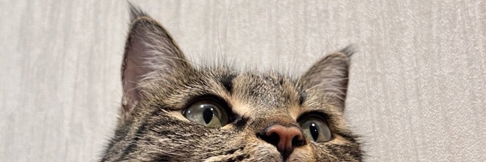 iFou سابق banner