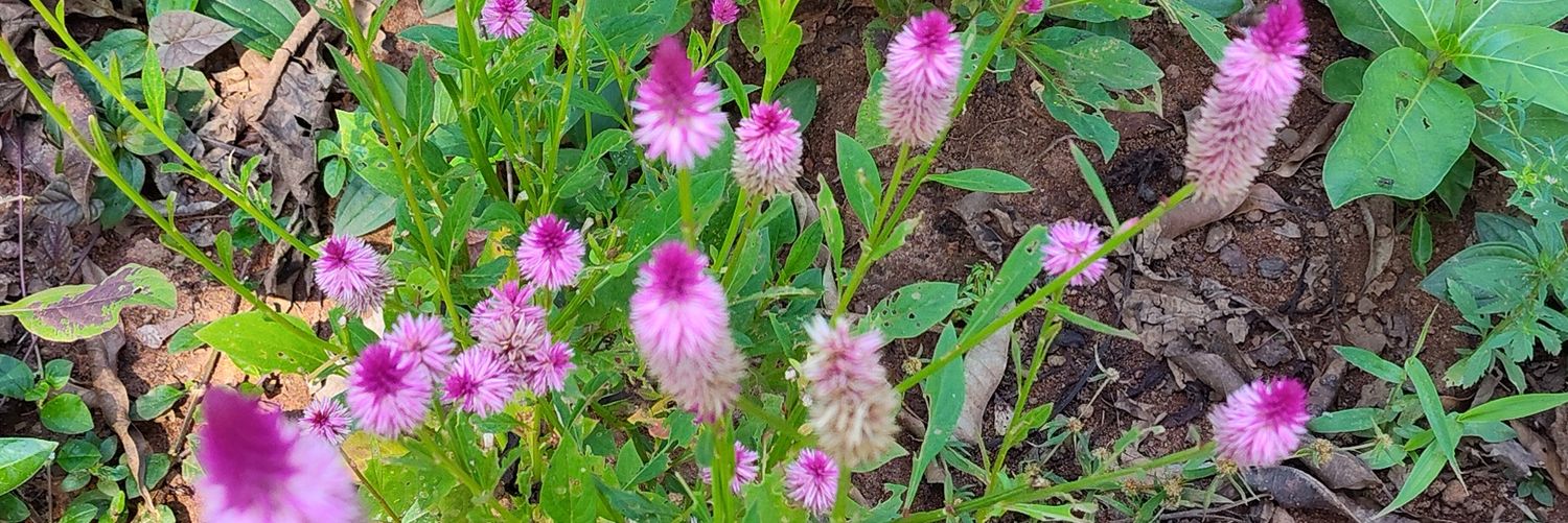 Bergé Nomade🇬🇳 banner