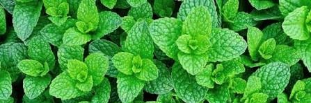 🟢🌿Omg it fatass mint ball!!! 🌿🟢 banner