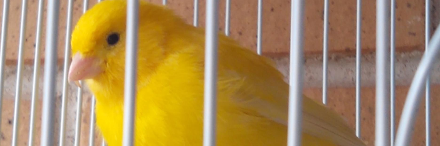 Daniel Borda Martin banner