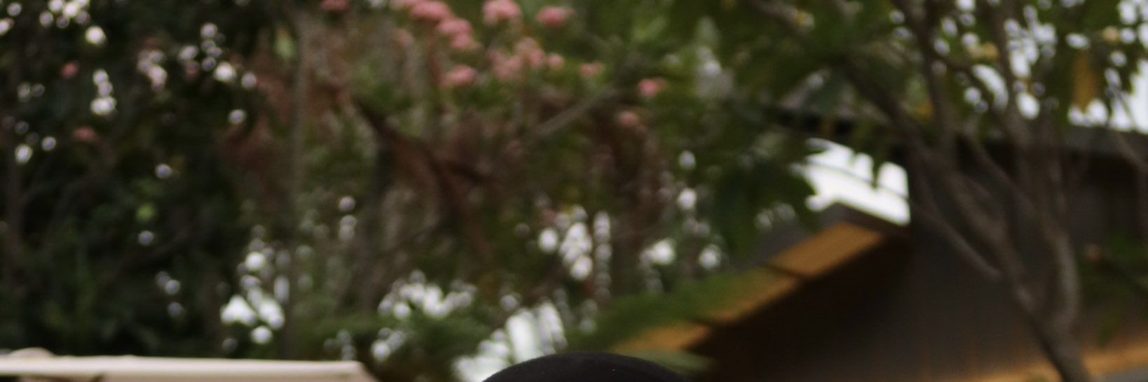 Yuchi banner