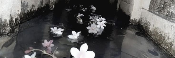 Soso banner