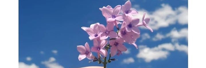 👑Labibah🦋 banner