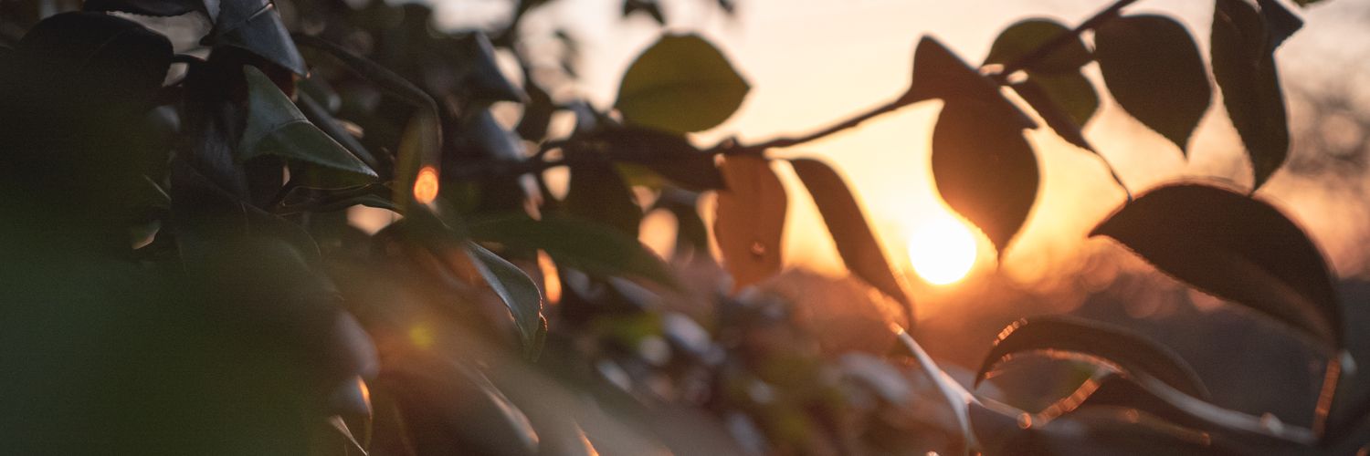 ele_silva's profile banner image
