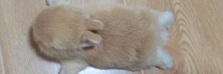 aL banner