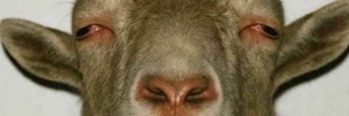 Elon231479's profile banner image