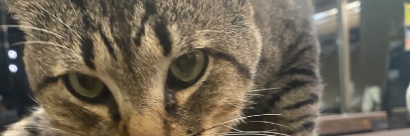 みにみかん鍵 banner