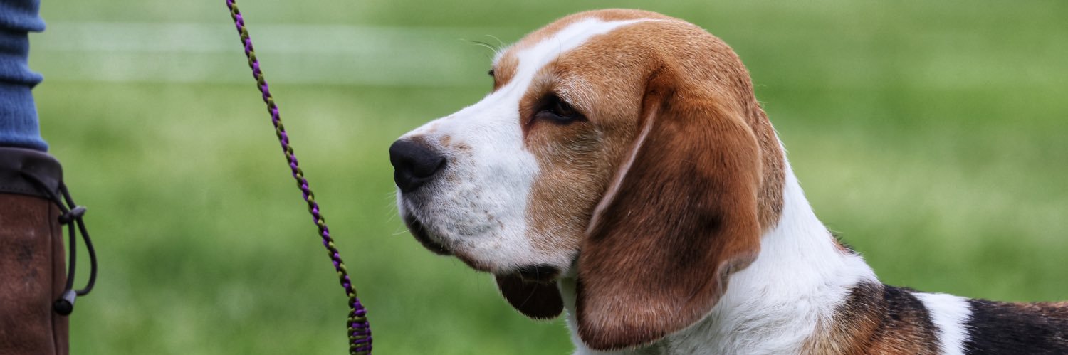 BeagleMadAndi's profile banner image