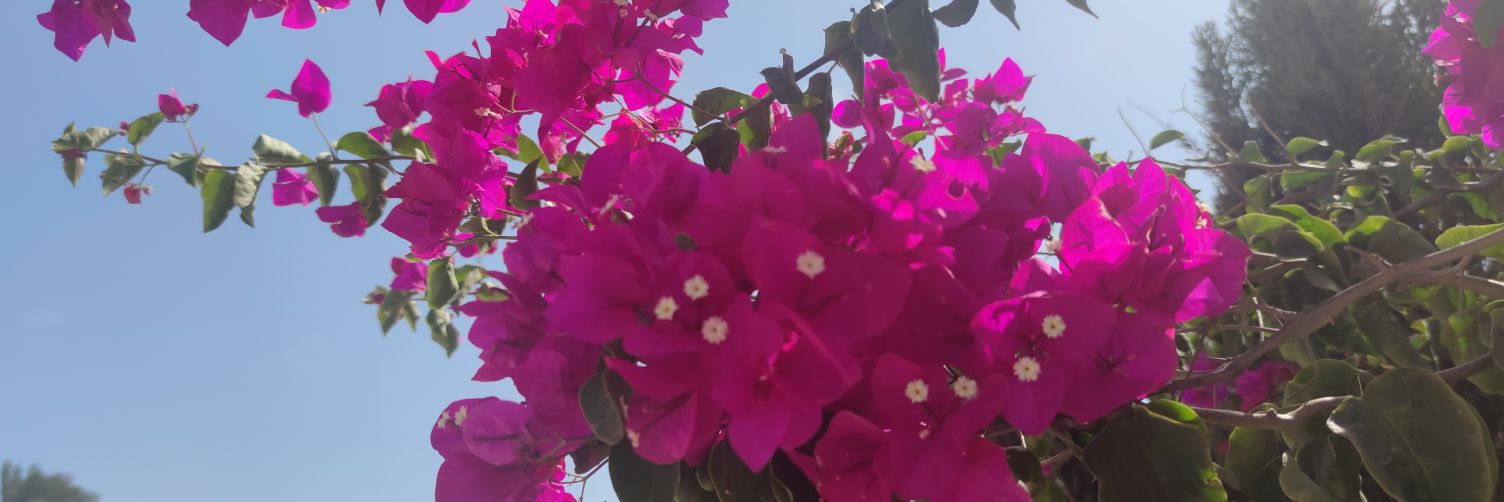 sanmadelmar's profile banner image