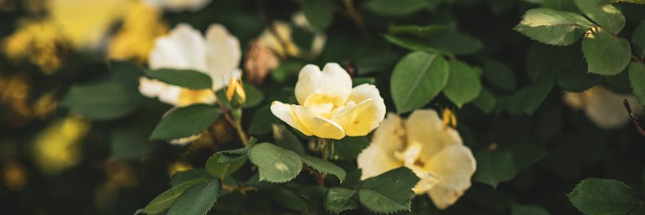 Timothy Parker banner