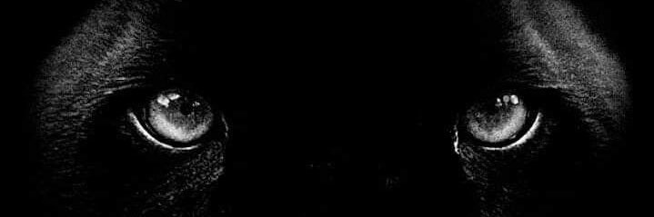 becs banner