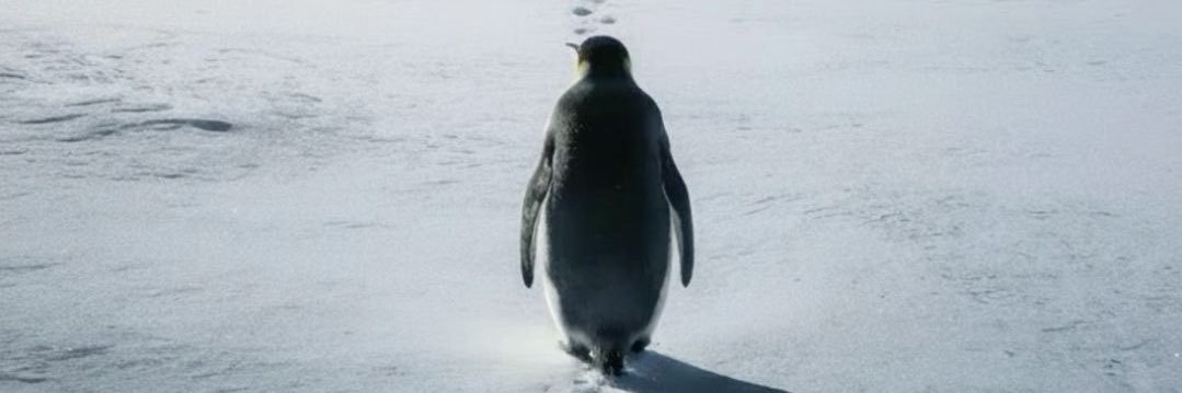 the_rarepenguin's profile banner image