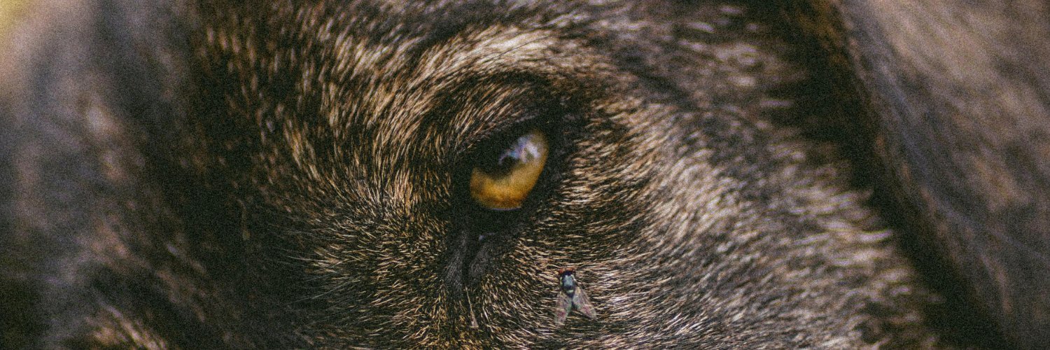 Lara Rede banner
