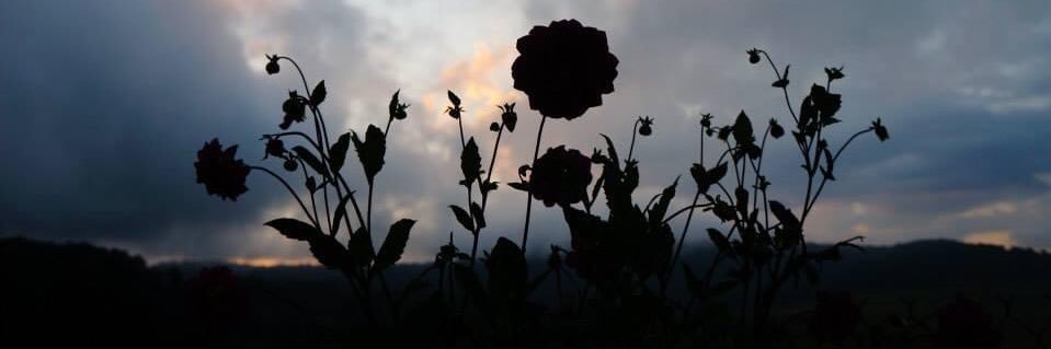 rrny___'s profile banner image