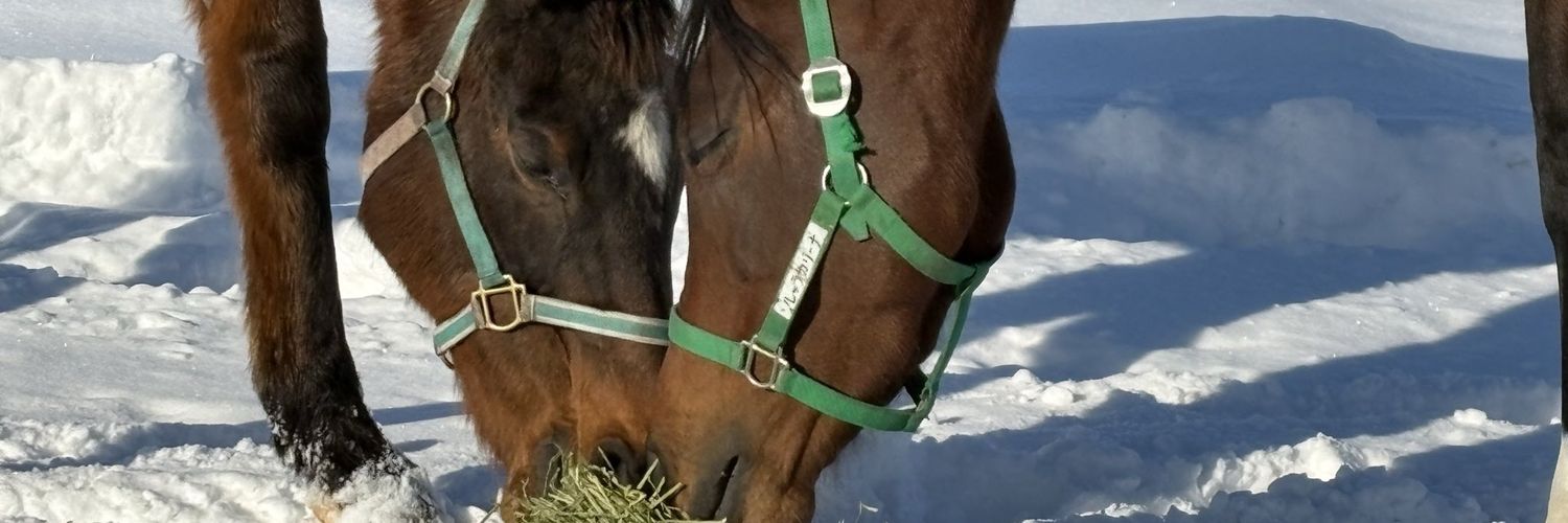 neighbrows's profile banner image