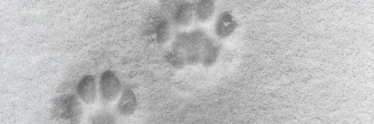 𝗔𝗌𝗍𝖾𝗋 ʰᵒⁿᵉʸᵐᵒᵒⁿ ᵉʳᵃ ☕ banner