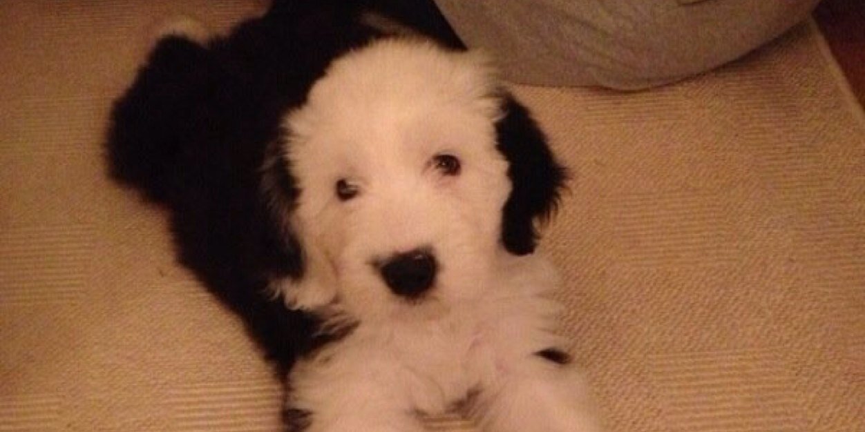 Alex Fletcher banner