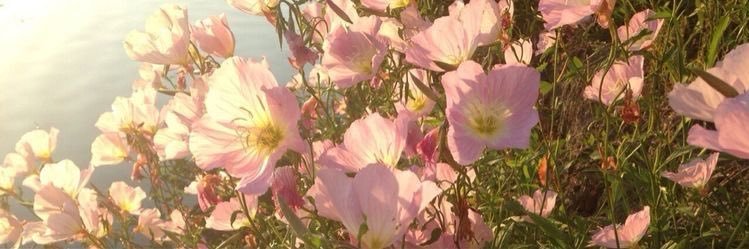 V banner