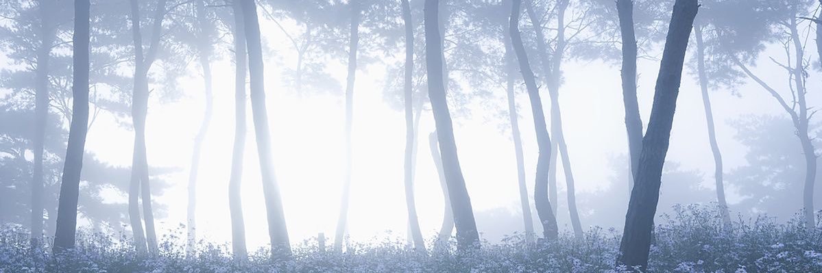 Lexi’s ver. °❀ banner