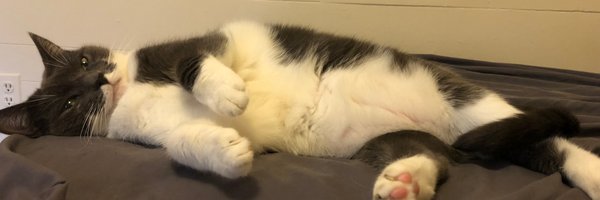 Wiznutz Profile Banner