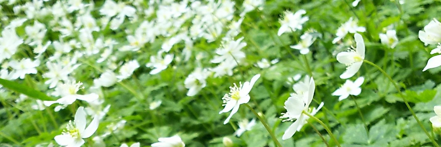 168kotonoha's profile banner image