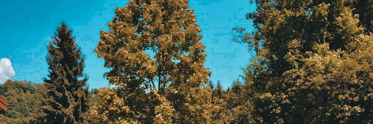 LauraZovi's profile banner image