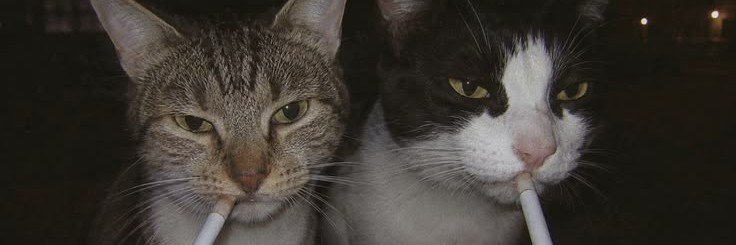 catsandcig's profile banner image
