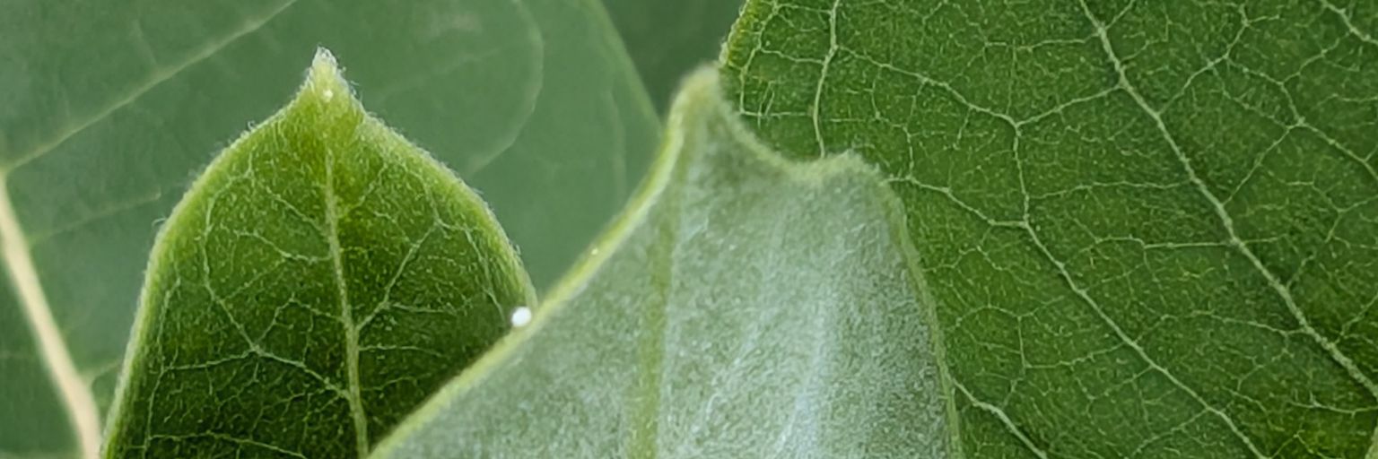 KeepYourPlantsOn banner