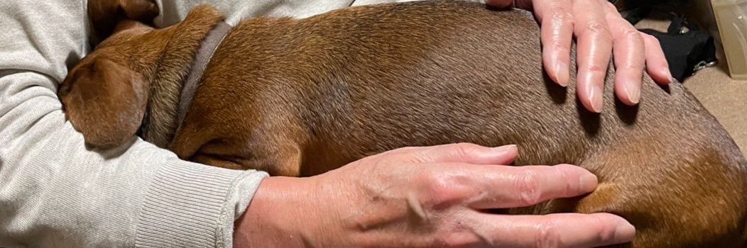 long_short_dog's profile banner image