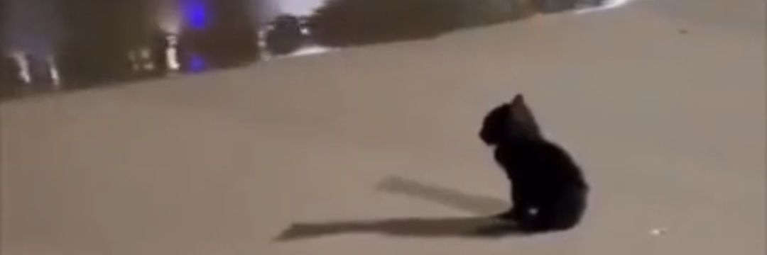 snynmzc's profile banner image