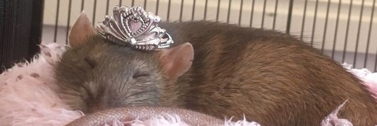 ratacamponesa's profile banner image