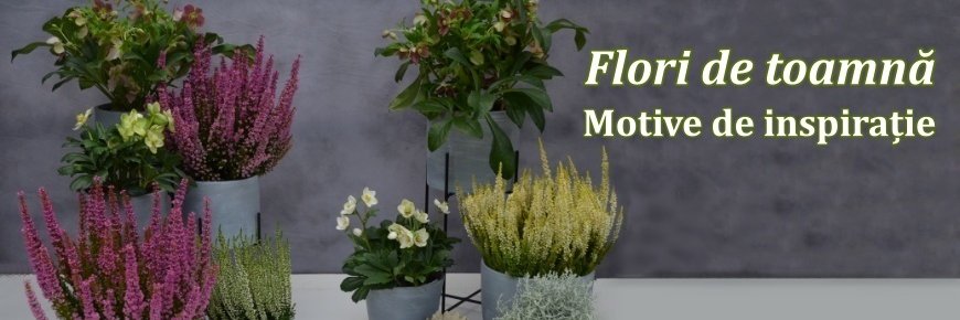 FlowerTimeCluj's profile banner image
