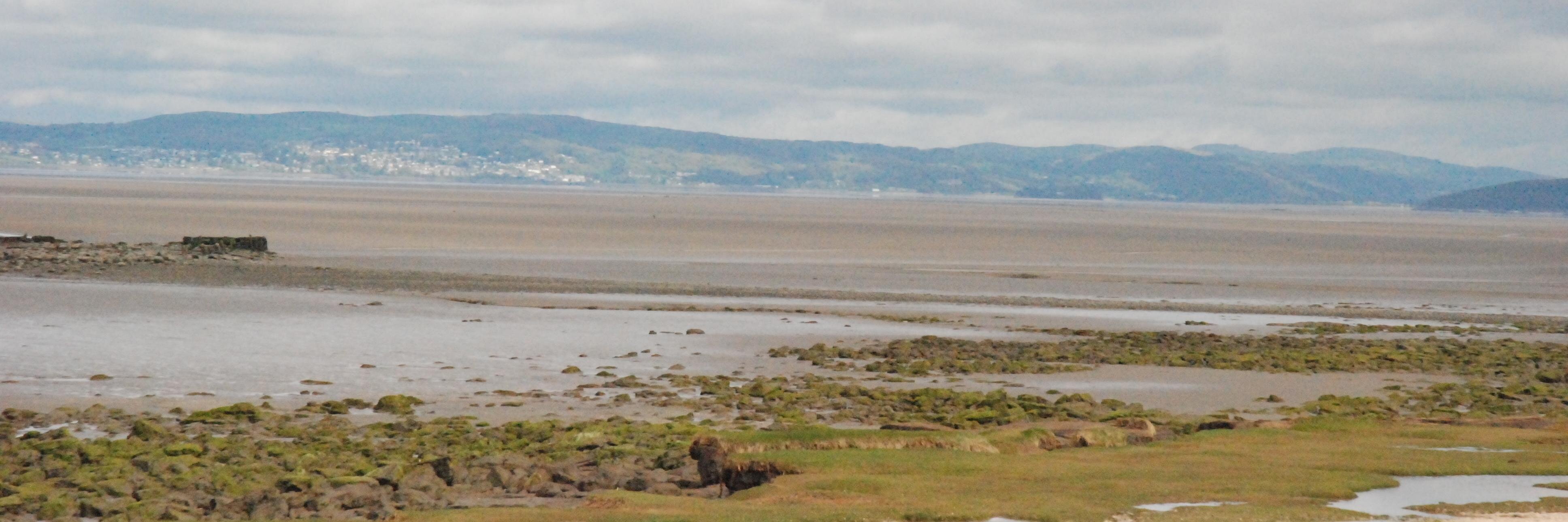 Kate Williams banner