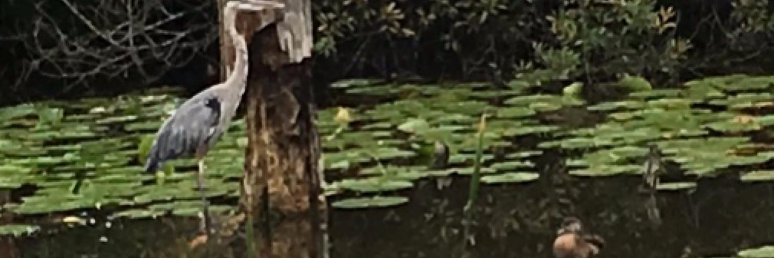 Jessica DeForest banner