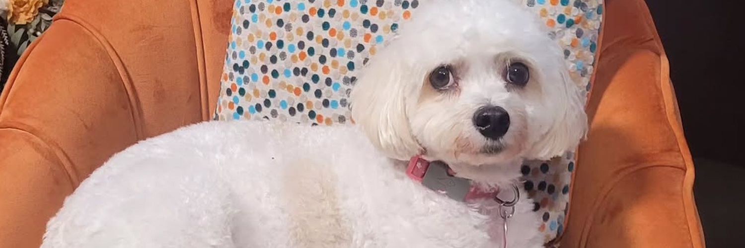 Pól O'Corbhúi banner