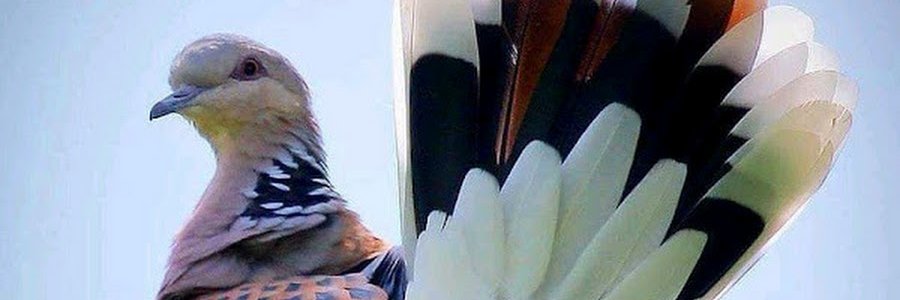 bdrfla's profile banner image