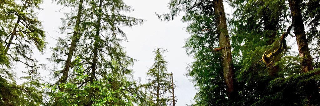 calebpalm's profile banner image