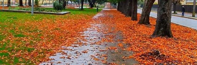 Iván Azul Boric Floyd 🌳 banner