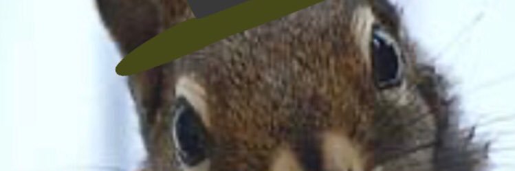 A squirrel in a bunnet banner