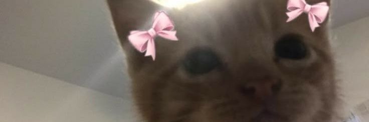 kitdylitter's profile banner image