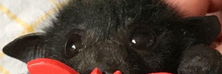 𓂃𓈒𓏸🕷 𝑲𝒐𝒈𝒂 — 𝒐 𝑽𝒂𝒎𝒑𝒊𝒓𝒐 🩸𓏸𓈒𓂃🕯️ banner