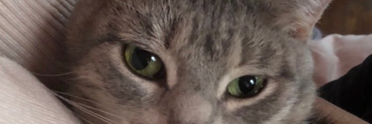 angelsrgndrless's profile banner image