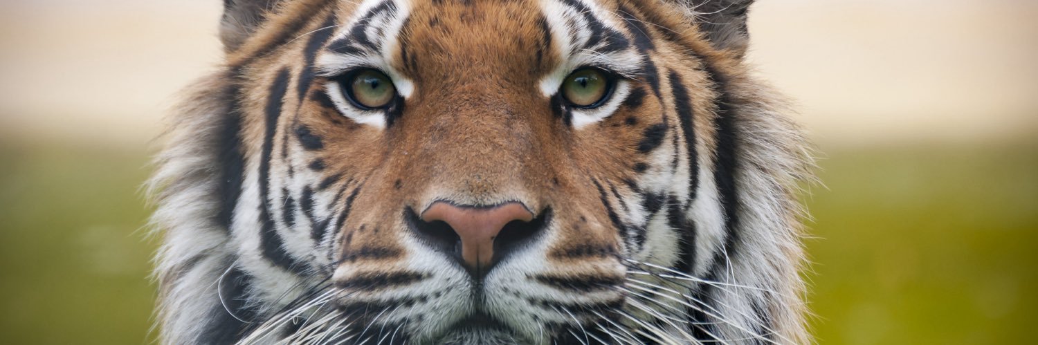 trenchestiger1's profile banner image