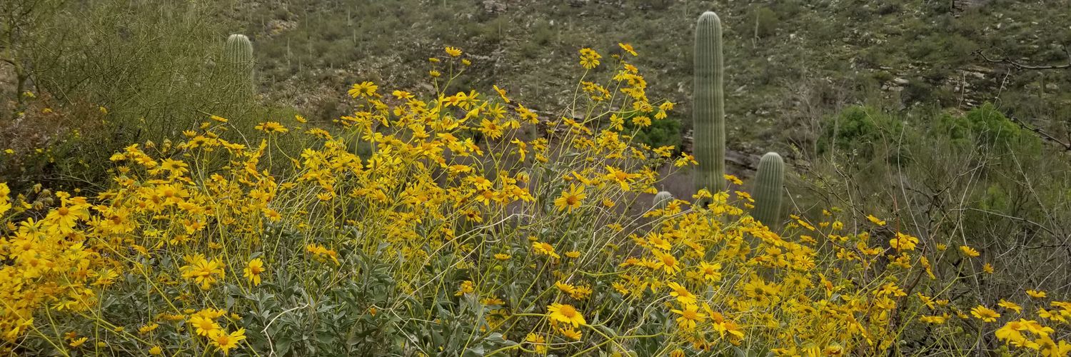 lucio guerrero banner