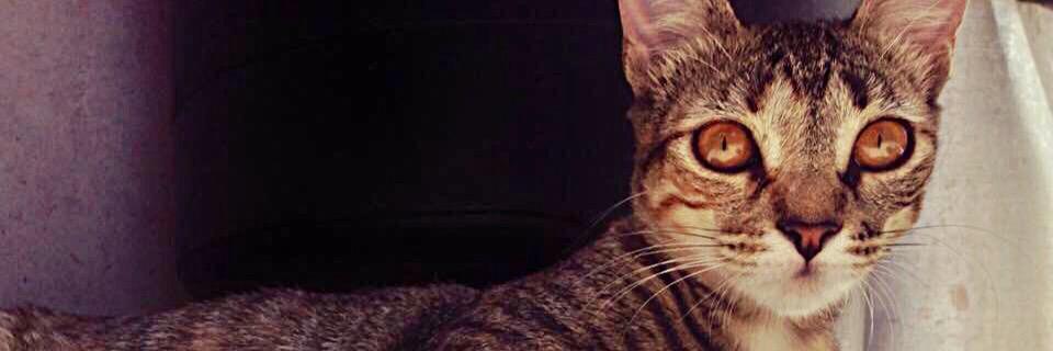 ketyna11's profile banner image