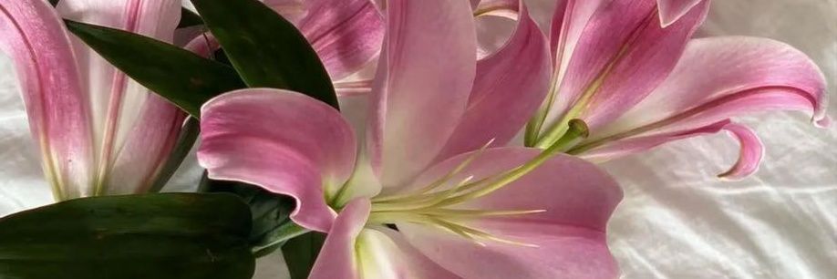 🍥 banner