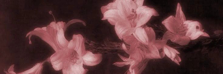 miray3359's profile banner image